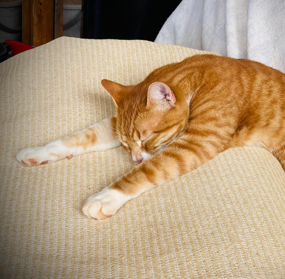 Some days all you can do is eat chocolate and wish you were a cat.